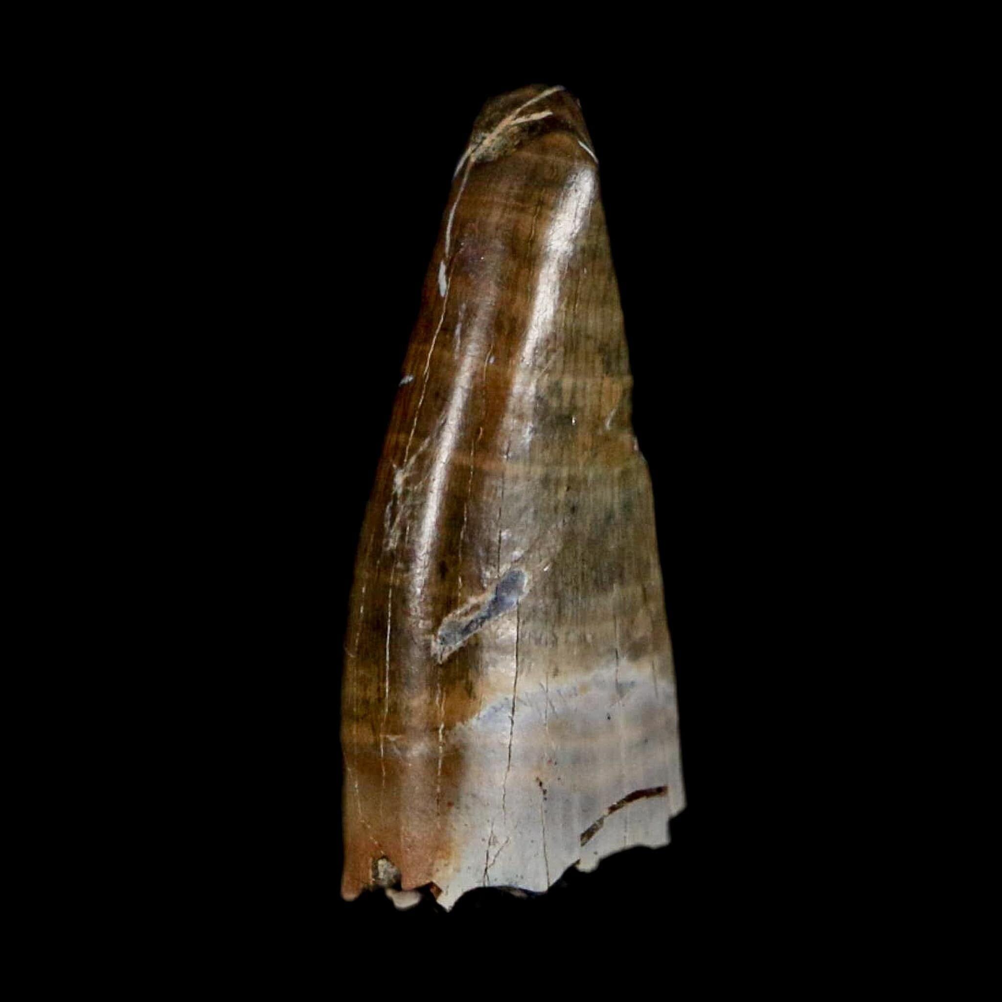 0.9" Tyrannosaur Fossil Premax Tooth Cretaceous Dinosaur Judith River FM MT COA - Fossil Age Minerals