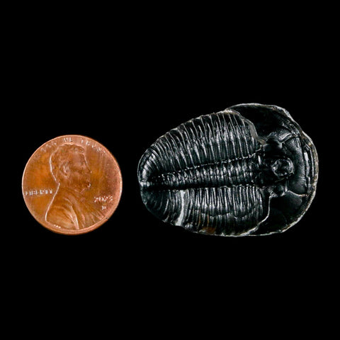 1.3" Elrathia Kingi Trilobite Fossil Utah Cambrian Age 521 Million Years Old COA - Fossil Age Minerals