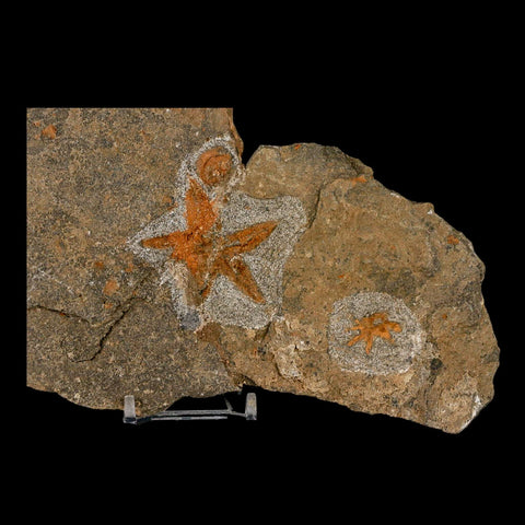 49MM Brittle Star Petraster Starfish Fossil Ordovician Age Blekus Morocco COA Stand - Fossil Age Minerals