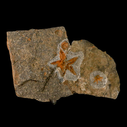 49MM Brittle Star Petraster Starfish Fossil Ordovician Age Blekus Morocco COA Stand - Fossil Age Minerals