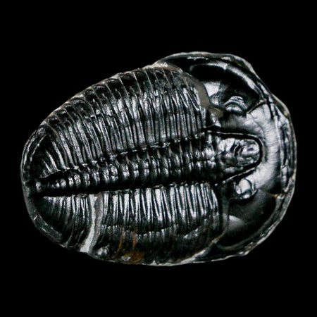 1.3" Elrathia Kingi Trilobite Fossil Utah Cambrian Age 521 Million Years Old COA