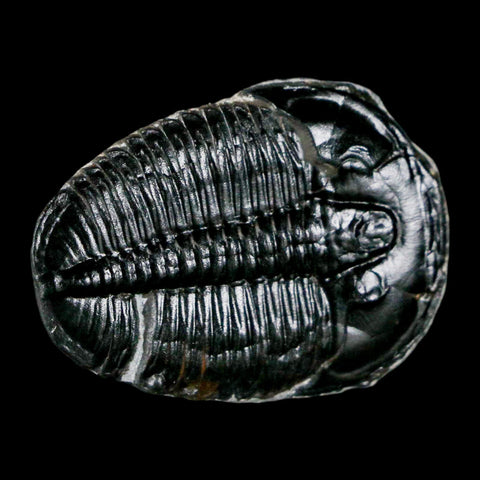 1.3" Elrathia Kingi Trilobite Fossil Utah Cambrian Age 521 Million Years Old COA - Fossil Age Minerals