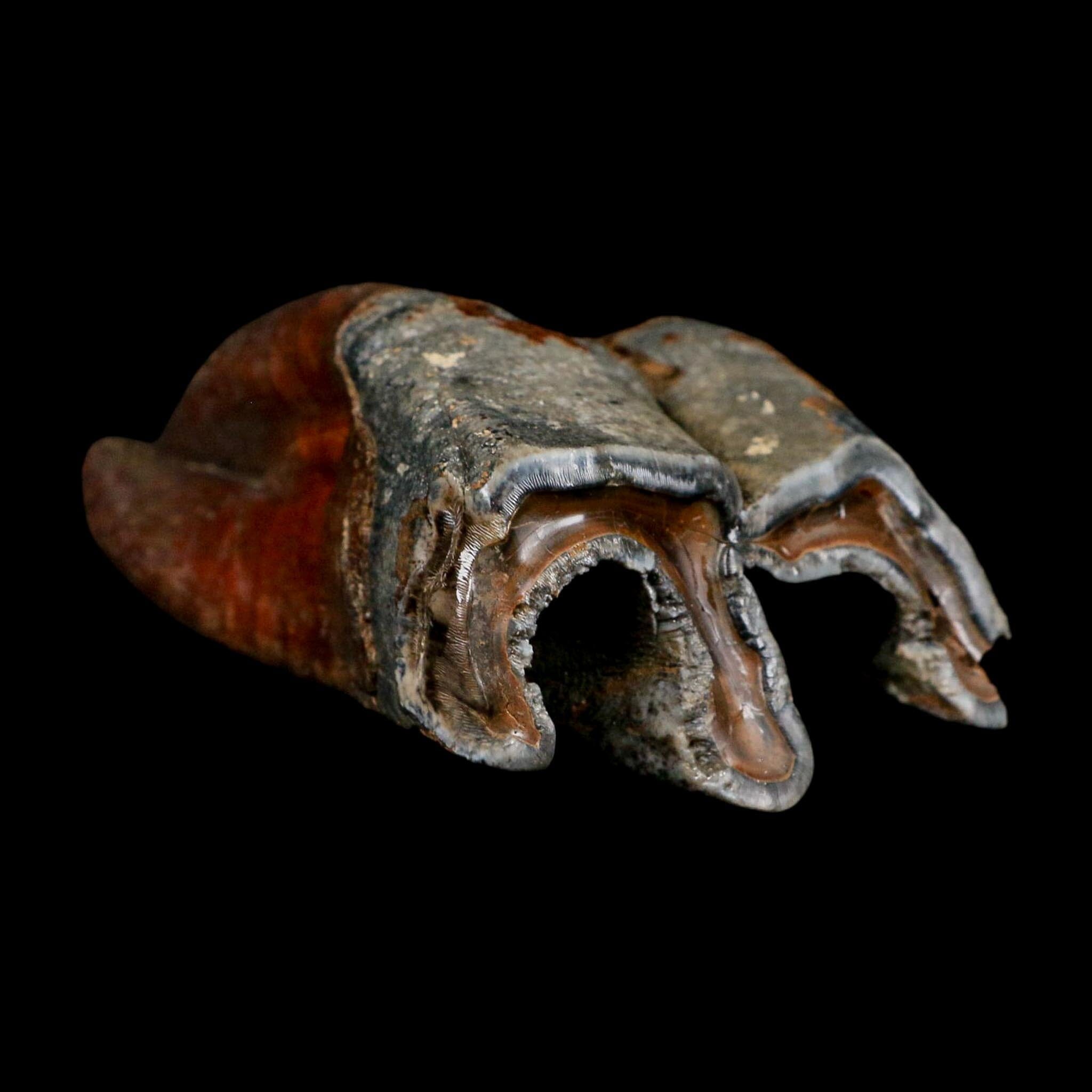 4.4" Woolly Rhinoceros Fossil Rooted Tooth Pleistocene Age Megafauna Russia COA