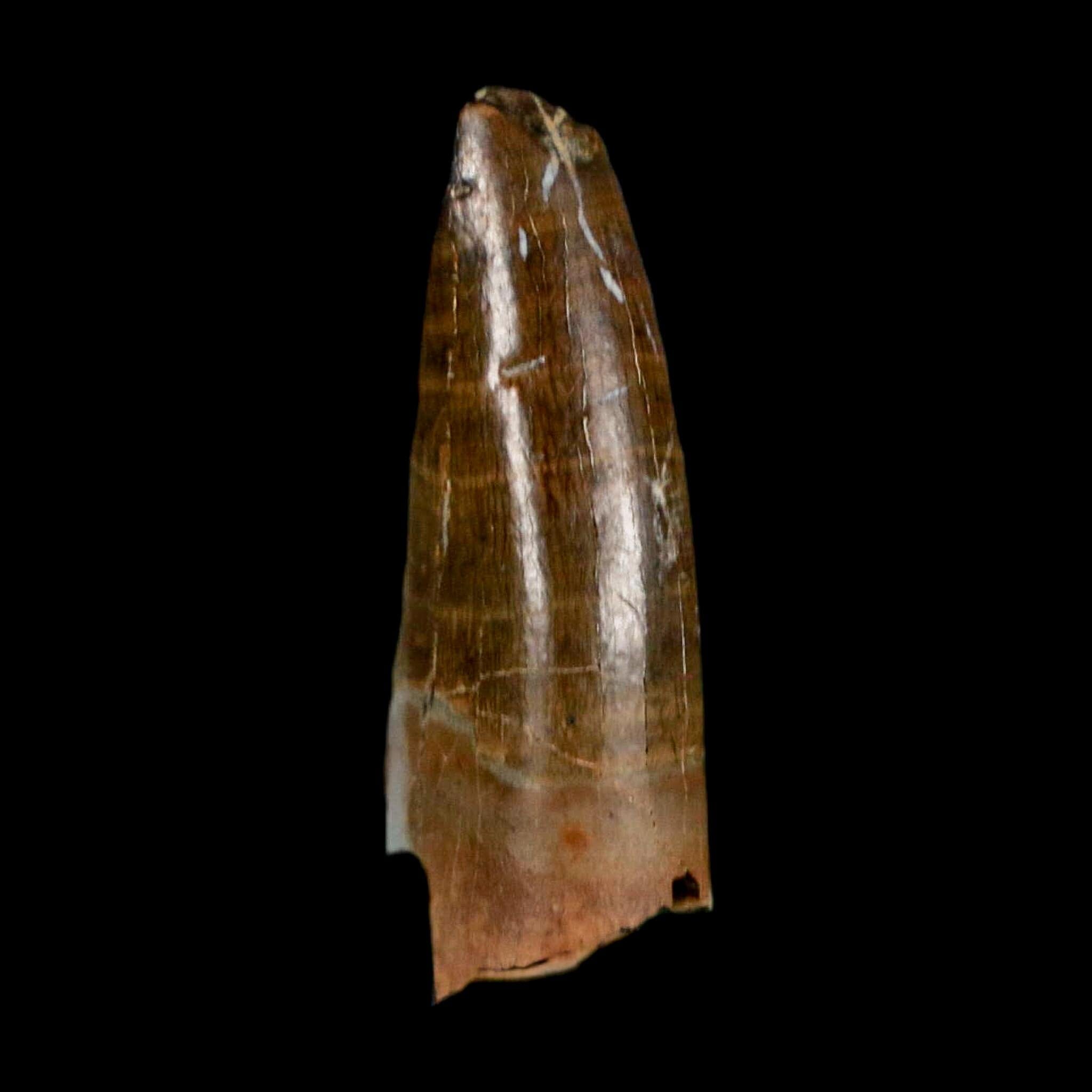 0.9" Tyrannosaur Fossil Premax Tooth Cretaceous Dinosaur Judith River FM MT COA - Fossil Age Minerals