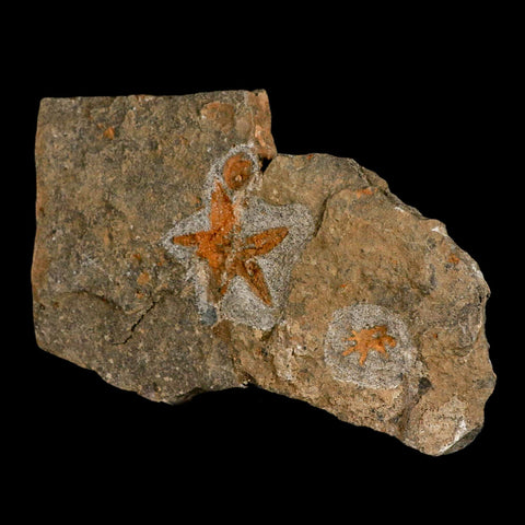 49MM Brittle Star Petraster Starfish Fossil Ordovician Age Blekus Morocco COA Stand - Fossil Age Minerals