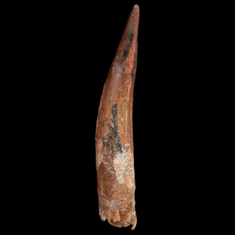 XXL 4.6" Spinosaurus Fossil Tooth 100 Million Years Old Cretaceous Dinosaur COA - Fossil Age Minerals