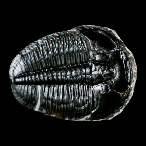 1.3" Elrathia Kingi Trilobite Fossil Utah Cambrian Age 521 Million Years Old COA - Fossil Age Minerals
