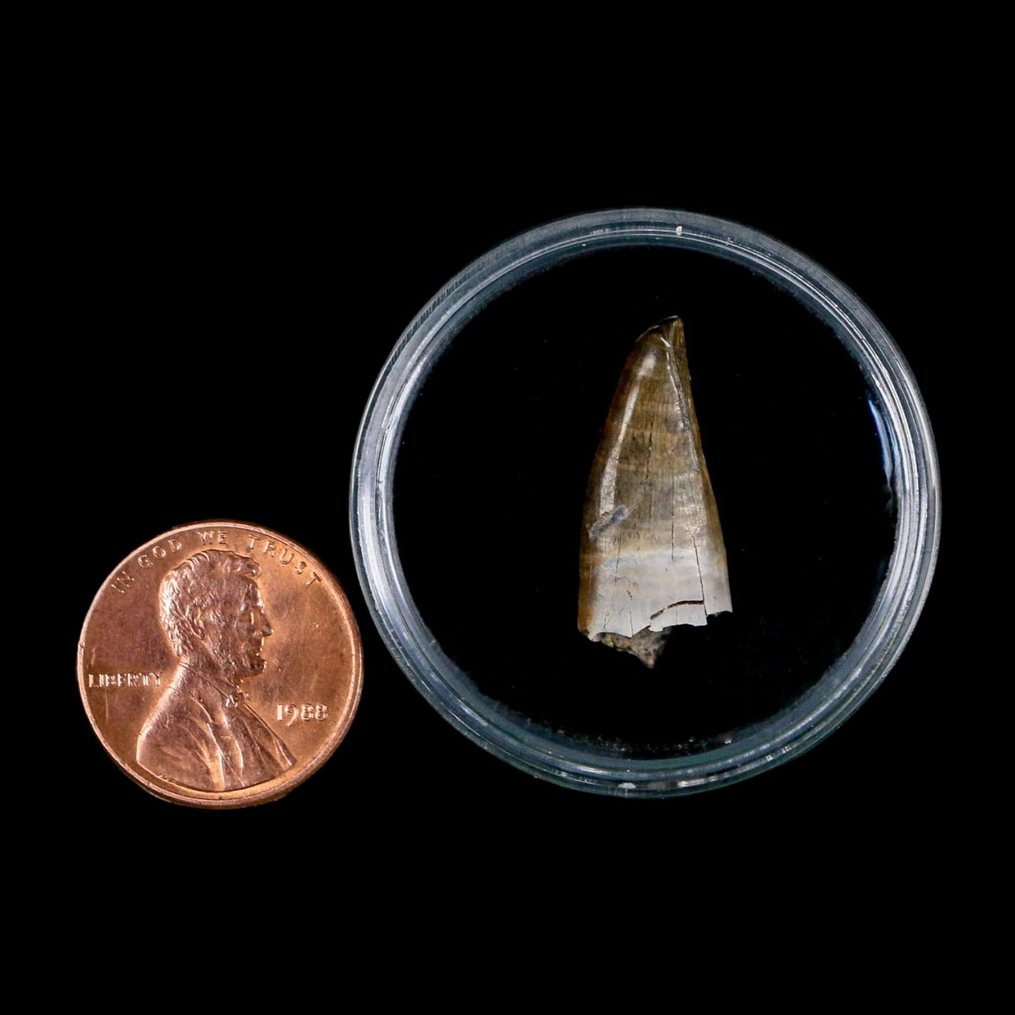0.9" Tyrannosaur Fossil Premax Tooth Cretaceous Dinosaur Judith River FM MT COA - Fossil Age Minerals