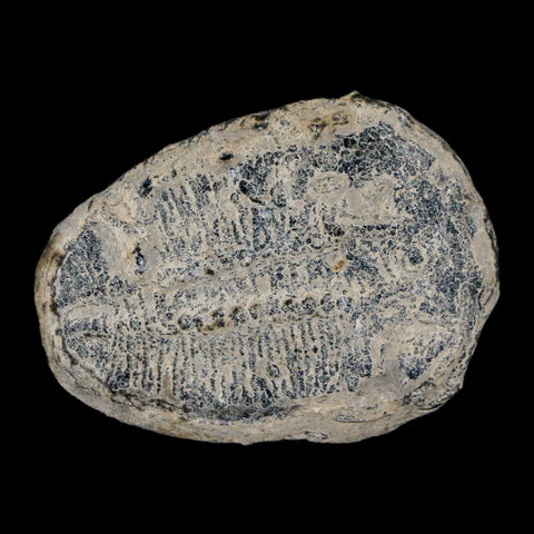 1.3" Elrathia Kingi Trilobite Fossil Utah Cambrian Age 521 Million Years Old COA - Fossil Age Minerals