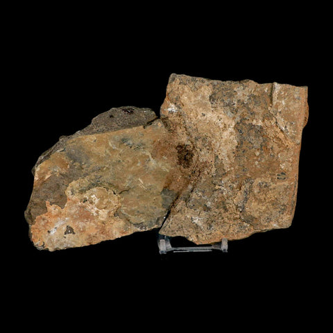 49MM Brittle Star Petraster Starfish Fossil Ordovician Age Blekus Morocco COA Stand - Fossil Age Minerals