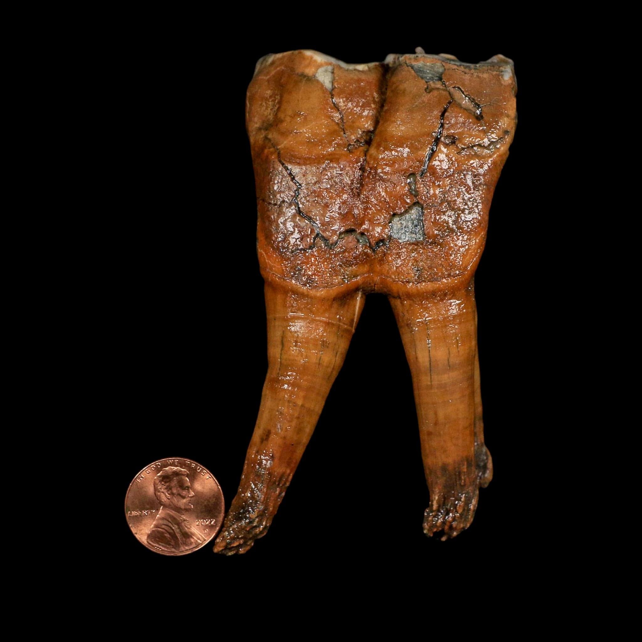 4" Woolly Rhinoceros Fossil Rooted Tooth Pleistocene Age Megafauna Russia COA