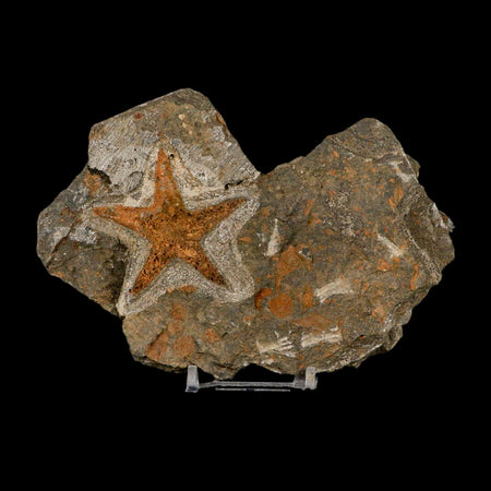 52MM Brittle Star Petraster Starfish Fossil Ordovician Age Blekus Morocco COA Stand