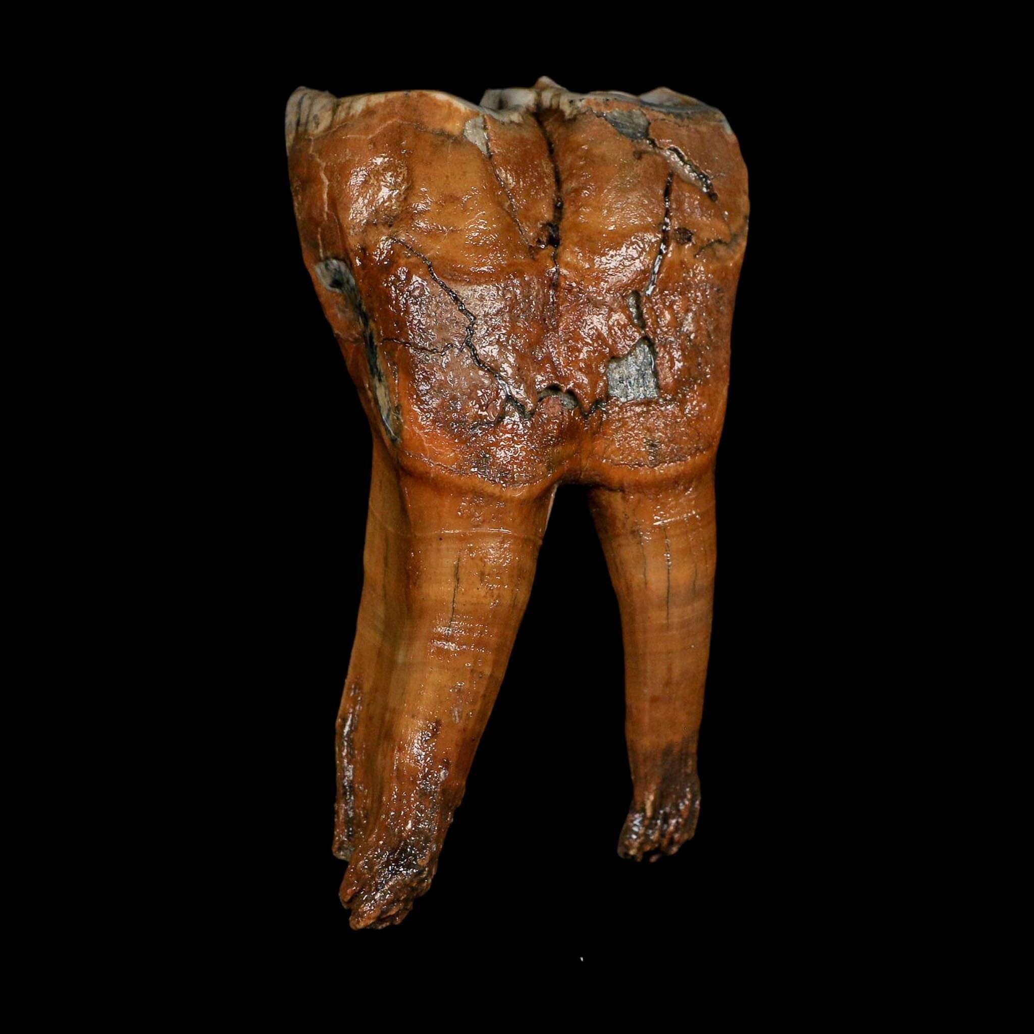 4" Woolly Rhinoceros Fossil Rooted Tooth Pleistocene Age Megafauna Russia COA