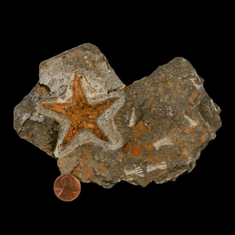 52MM Brittle Star Petraster Starfish Fossil Ordovician Age Blekus Morocco COA Stand - Fossil Age Minerals