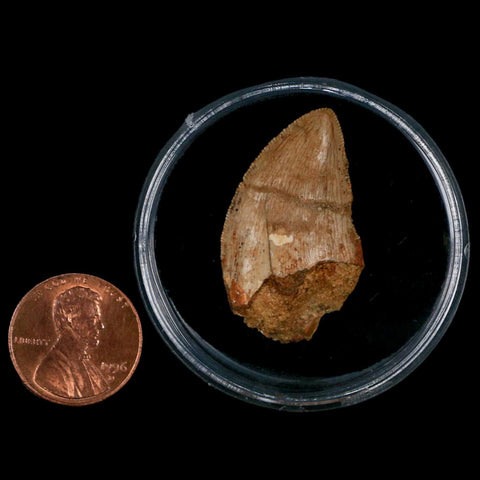 1.3" Carcharodontosaurus Fossil Tooth Cretaceous Dinosaur Morocco COA, Display - Fossil Age Minerals