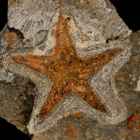 52MM Brittle Star Petraster Starfish Fossil Ordovician Age Blekus Morocco COA Stand