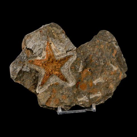52MM Brittle Star Petraster Starfish Fossil Ordovician Age Blekus Morocco COA Stand - Fossil Age Minerals