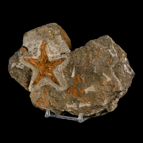 52MM Brittle Star Petraster Starfish Fossil Ordovician Age Blekus Morocco COA Stand - Fossil Age Minerals