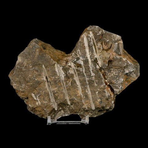 52MM Brittle Star Petraster Starfish Fossil Ordovician Age Blekus Morocco COA Stand - Fossil Age Minerals