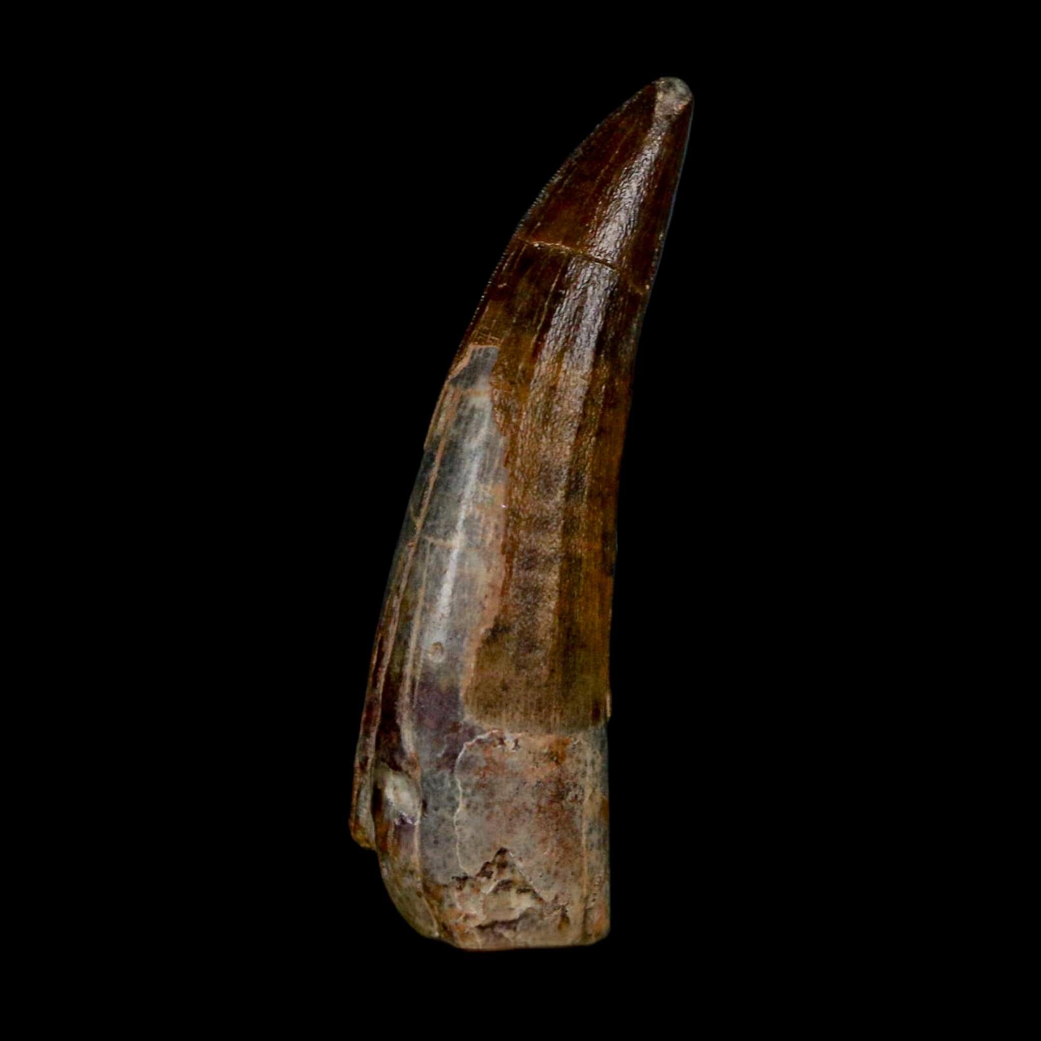 1.4" Suchomimus Fossil Tooth Cretaceous Spinosaurid Dinosaur Elraz FM Niger COA - Fossil Age Minerals
