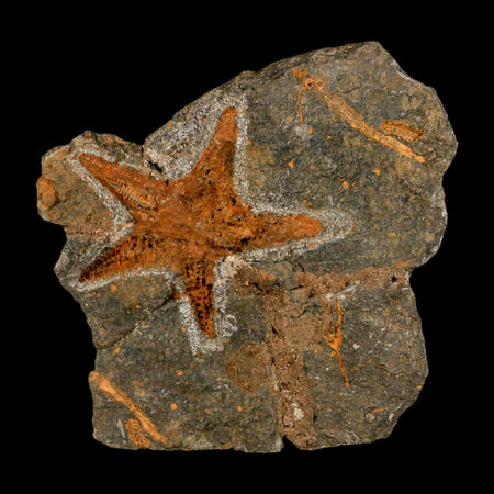59MM Brittle Star Petraster Starfish Fossil Ordovician Age Blekus Morocco COA