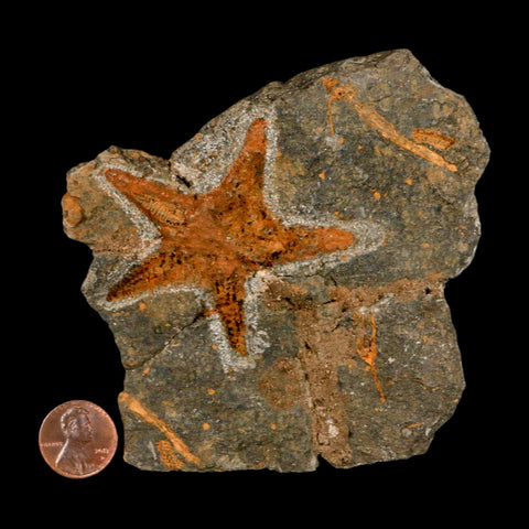 59MM Brittle Star Petraster Starfish Fossil Ordovician Age Blekus Morocco COA - Fossil Age Minerals