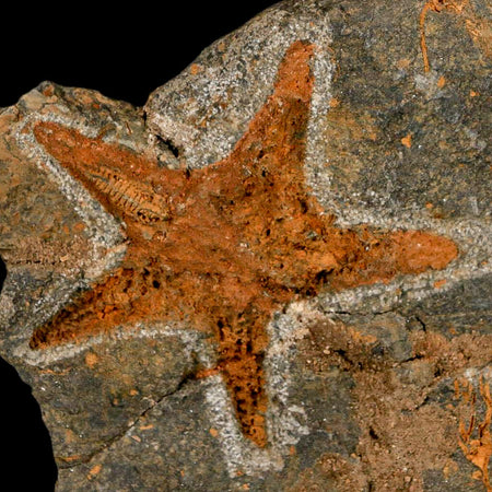 59MM Brittle Star Petraster Starfish Fossil Ordovician Age Blekus Morocco COA