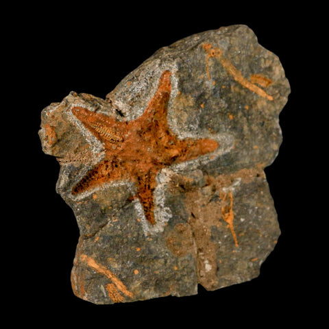 59MM Brittle Star Petraster Starfish Fossil Ordovician Age Blekus Morocco COA - Fossil Age Minerals