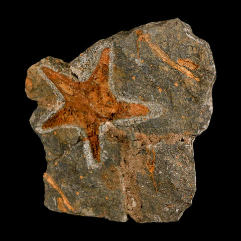 59MM Brittle Star Petraster Starfish Fossil Ordovician Age Blekus Morocco COA - Fossil Age Minerals