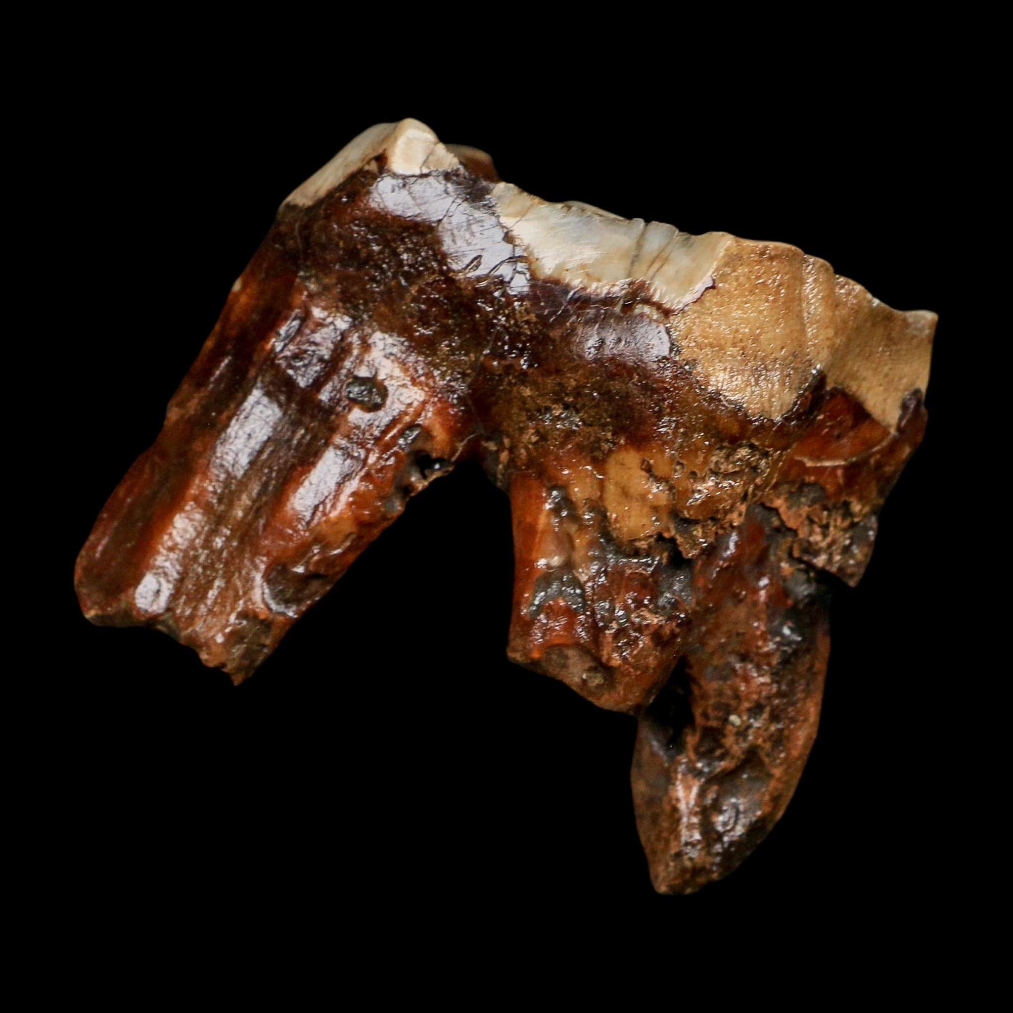 2.7" Woolly Rhinoceros Fossil Rooted Tooth Pleistocene Age Megafauna Russia COA