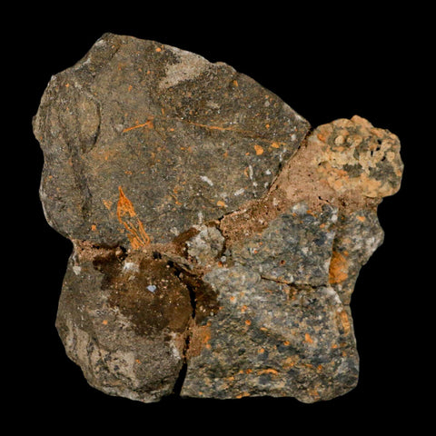 59MM Brittle Star Petraster Starfish Fossil Ordovician Age Blekus Morocco COA - Fossil Age Minerals