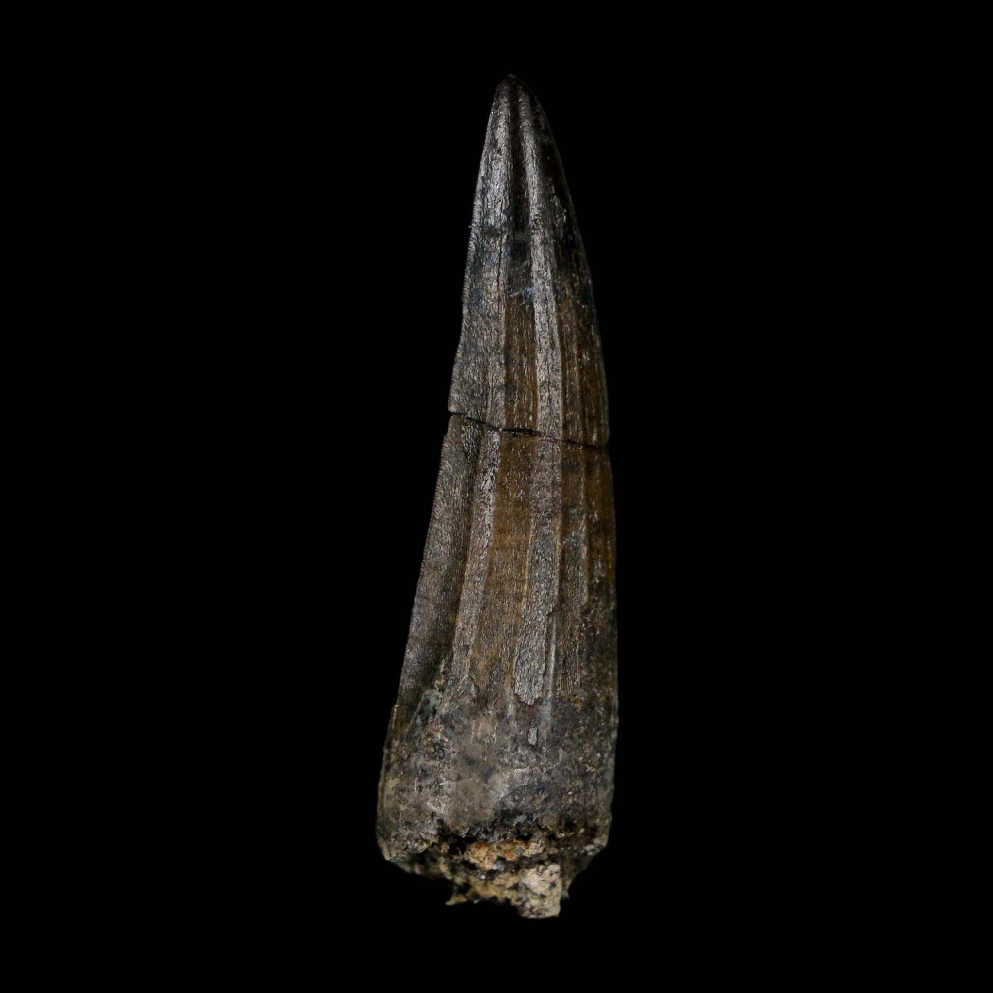 1.6" Suchomimus Fossil Tooth Cretaceous Spinosaurid Dinosaur Elraz FM Niger COA - Fossil Age Minerals