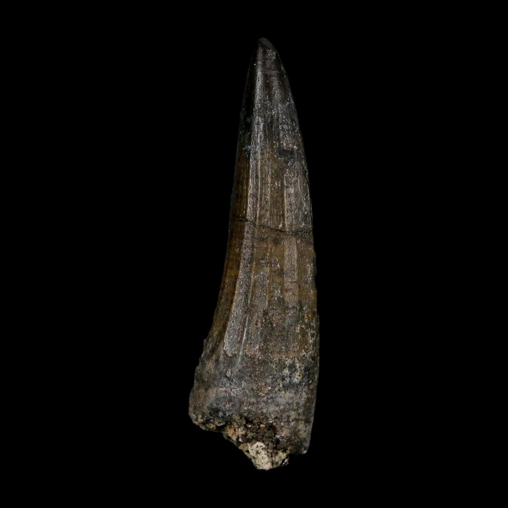 1.6" Suchomimus Fossil Tooth Cretaceous Spinosaurid Dinosaur Elraz FM Niger COA - Fossil Age Minerals