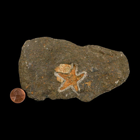 35MM Brittle Star Petraster Starfish Fossil Ordovician Age Blekus Morocco COA - Fossil Age Minerals