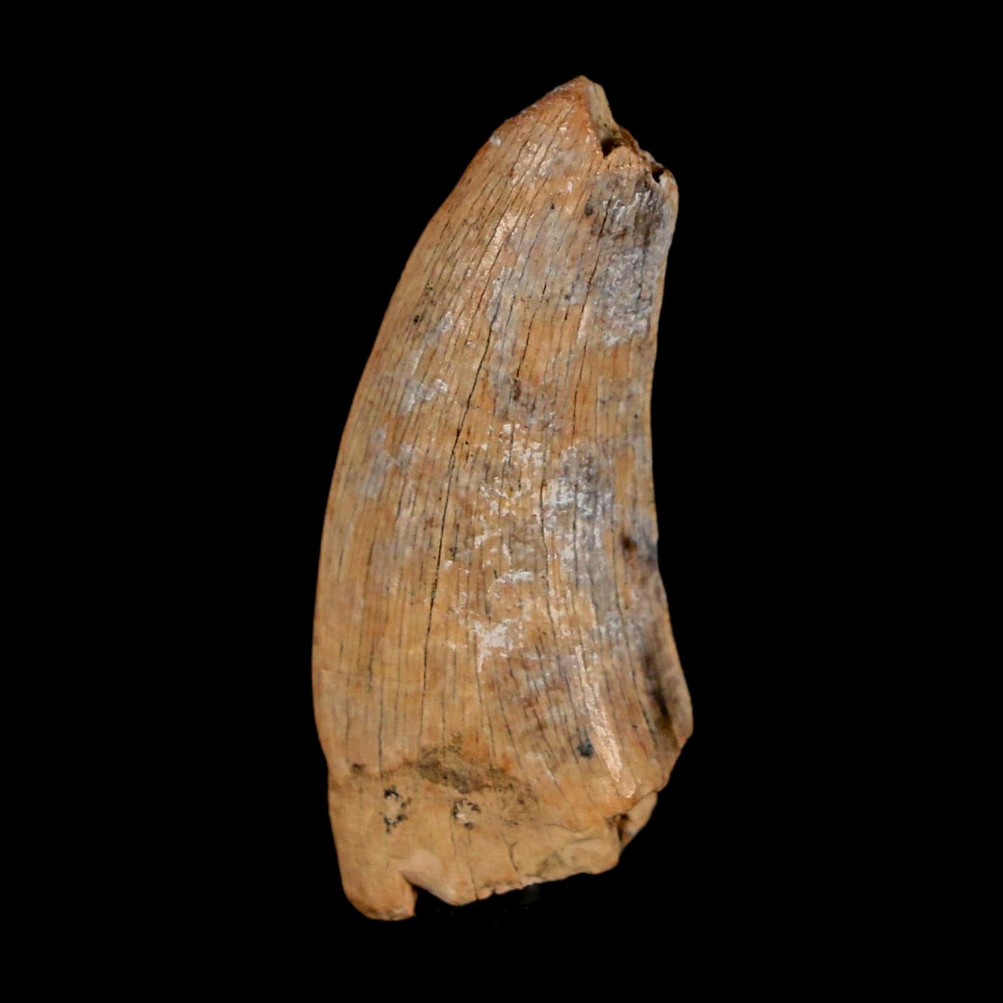 1" Nanotyrannus Tyrannosaurus Fossil Tooth Dinosaur Lance Creek FM WY COA - Fossil Age Minerals