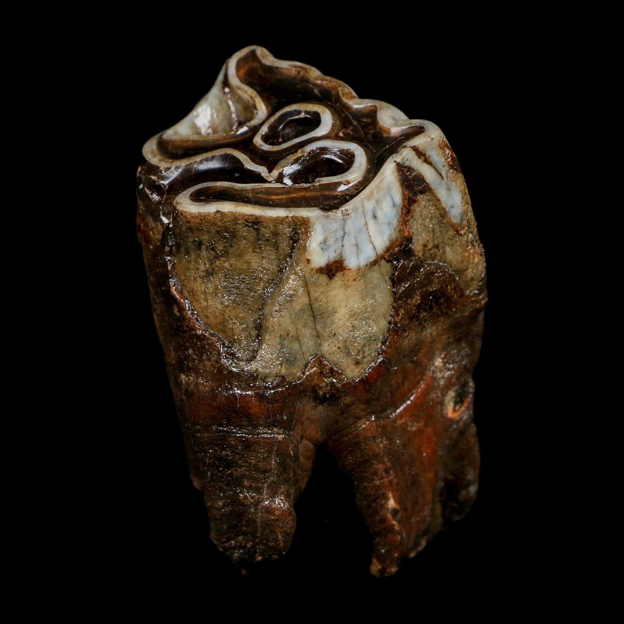 3" Woolly Rhinoceros Fossil Rooted Tooth Pleistocene Age Megafauna Russia COA