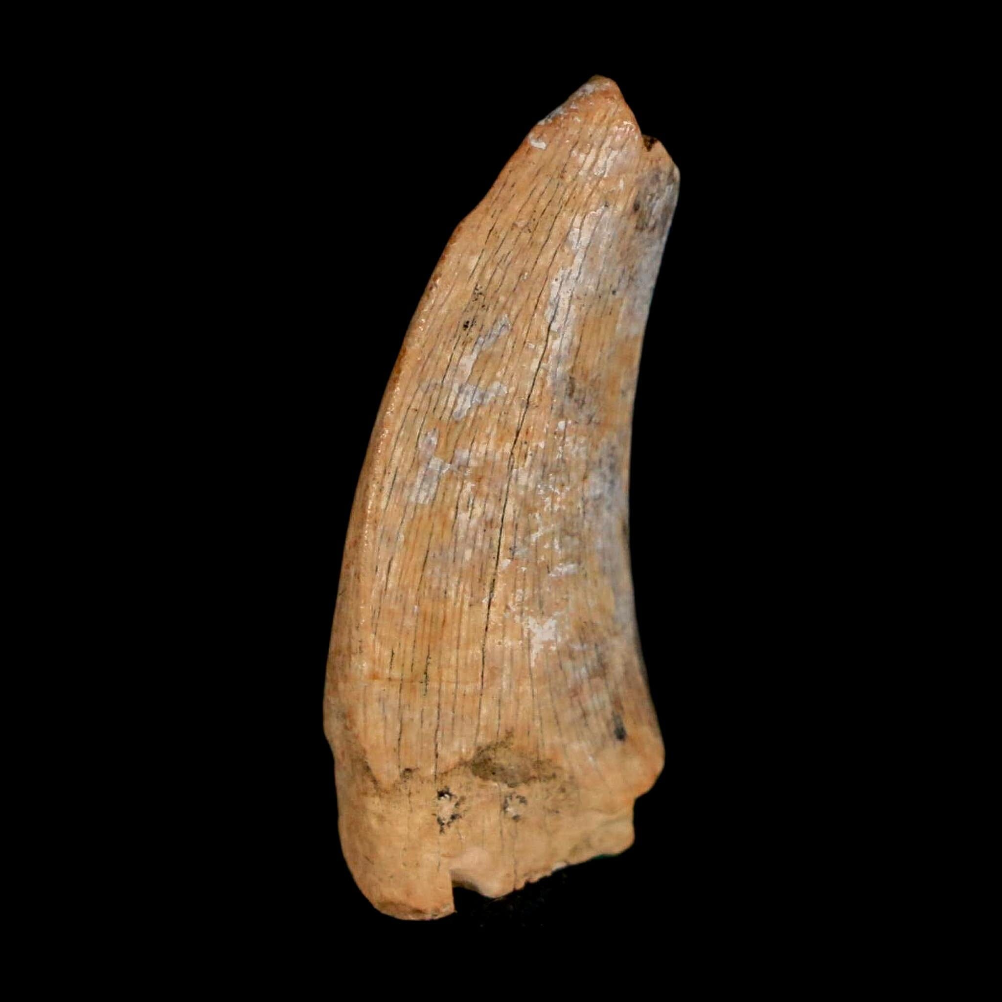 1" Nanotyrannus Tyrannosaurus Fossil Tooth Dinosaur Lance Creek FM WY COA - Fossil Age Minerals
