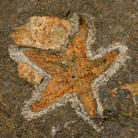 35MM Brittle Star Petraster Starfish Fossil Ordovician Age Blekus Morocco COA