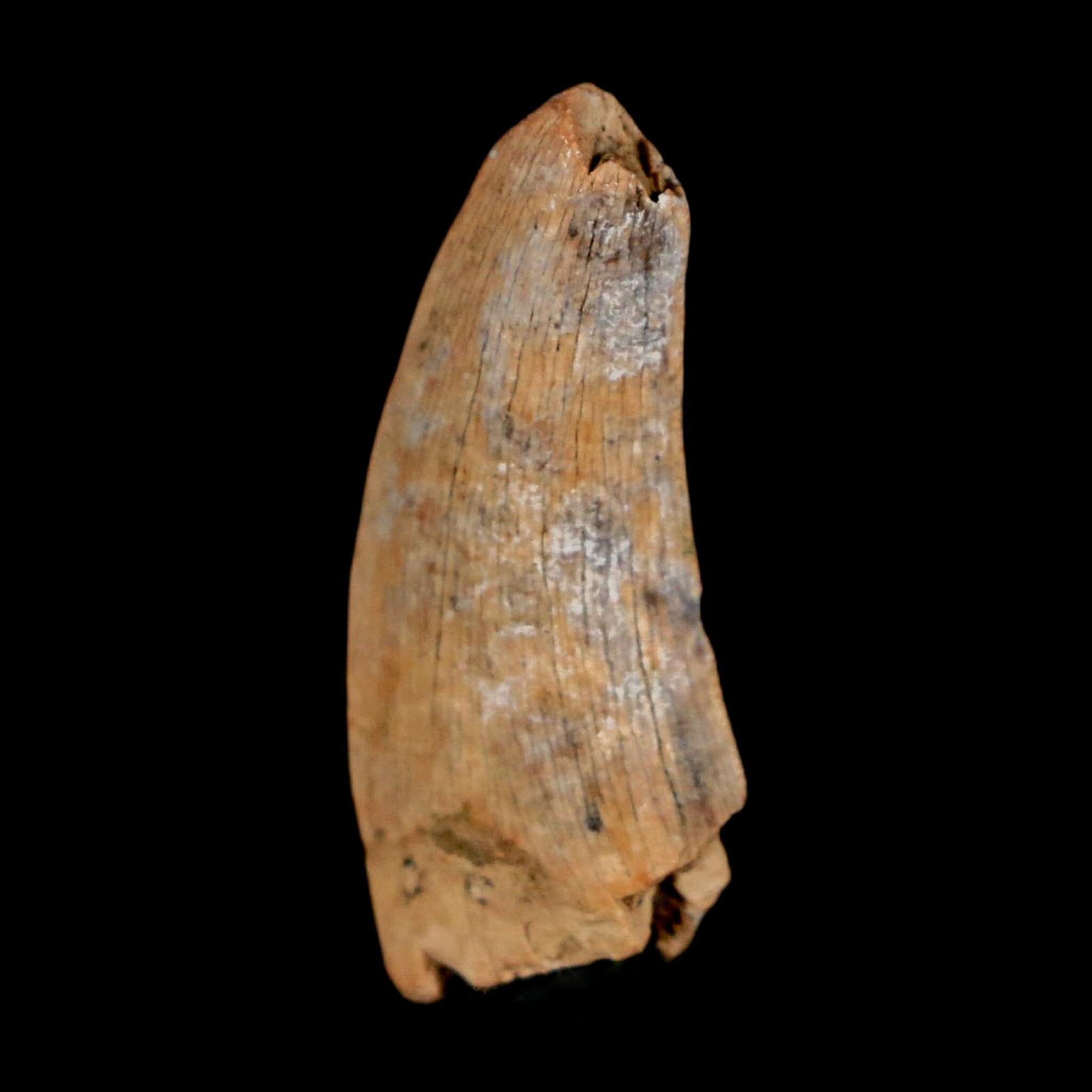 1" Nanotyrannus Tyrannosaurus Fossil Tooth Dinosaur Lance Creek FM WY COA - Fossil Age Minerals
