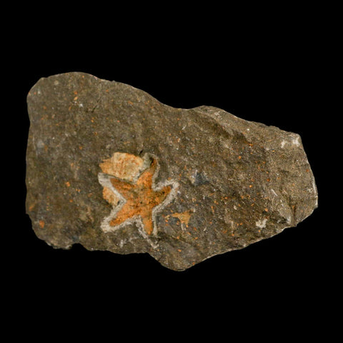 35MM Brittle Star Petraster Starfish Fossil Ordovician Age Blekus Morocco COA - Fossil Age Minerals