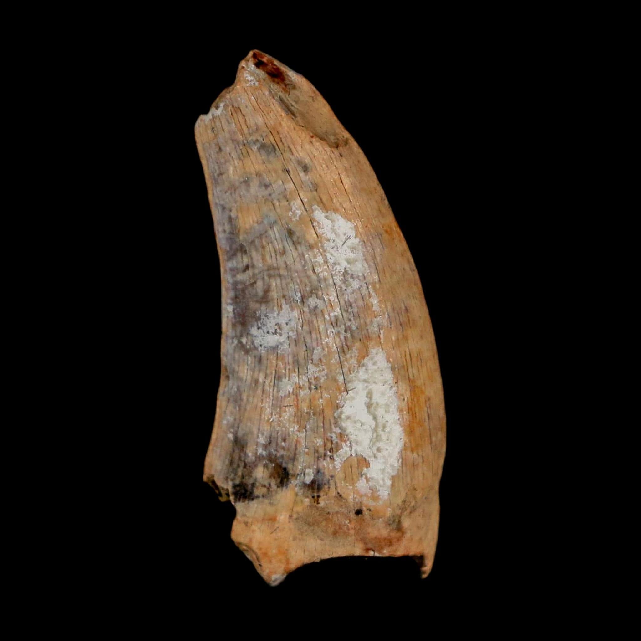 1" Nanotyrannus Tyrannosaurus Fossil Tooth Dinosaur Lance Creek FM WY COA - Fossil Age Minerals