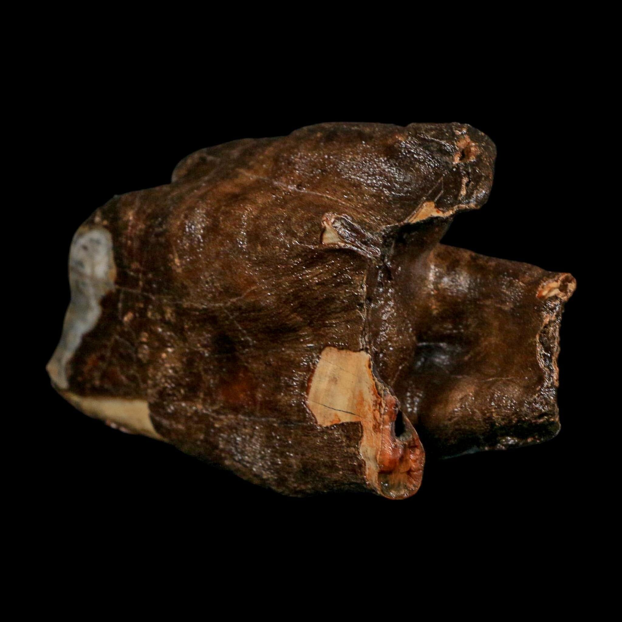 3" Woolly Rhinoceros Fossil Rooted Tooth Pleistocene Age Megafauna Russia COA