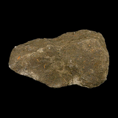 35MM Brittle Star Petraster Starfish Fossil Ordovician Age Blekus Morocco COA - Fossil Age Minerals