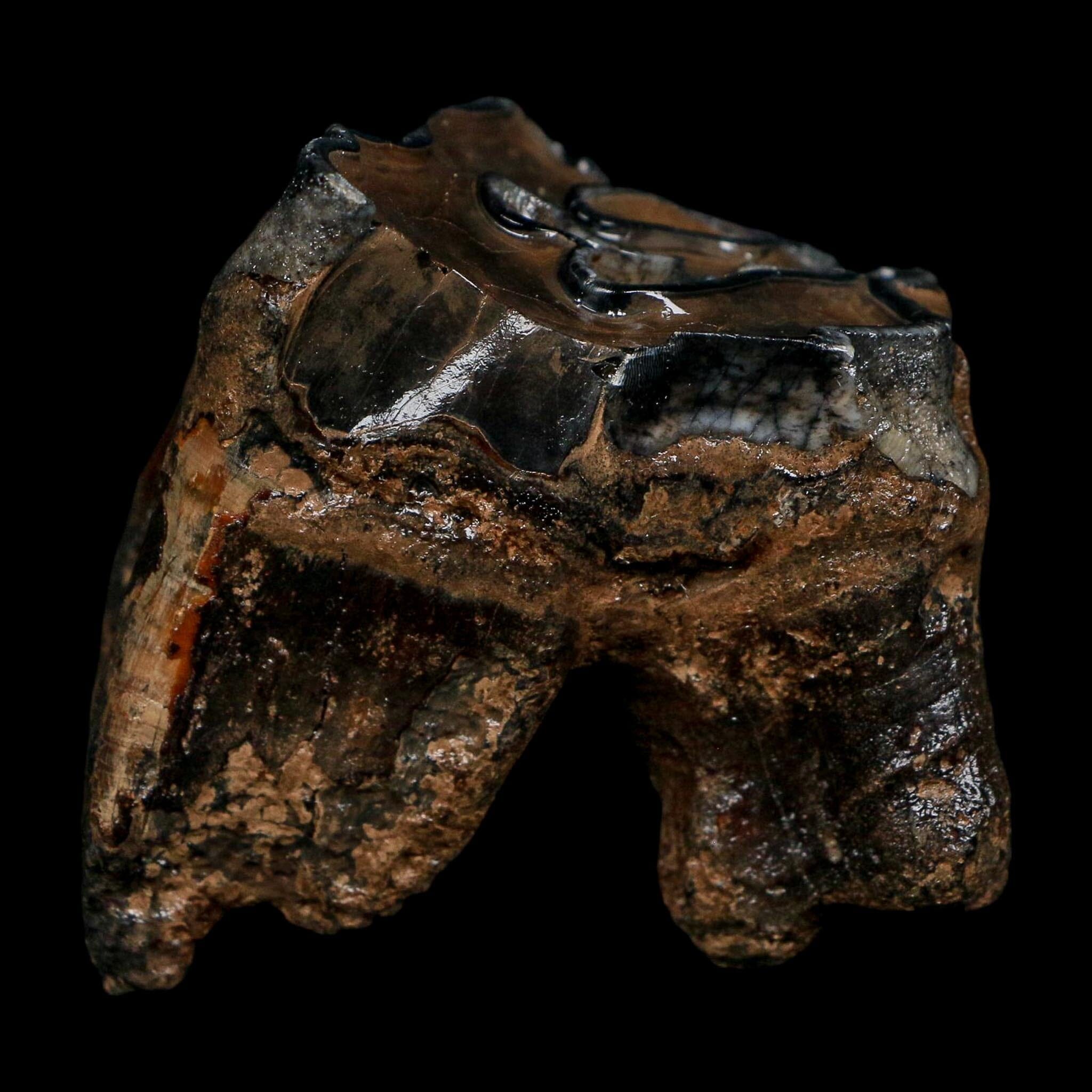 2.8" Woolly Rhinoceros Fossil Rooted Tooth Pleistocene Age Megafauna Russia COA