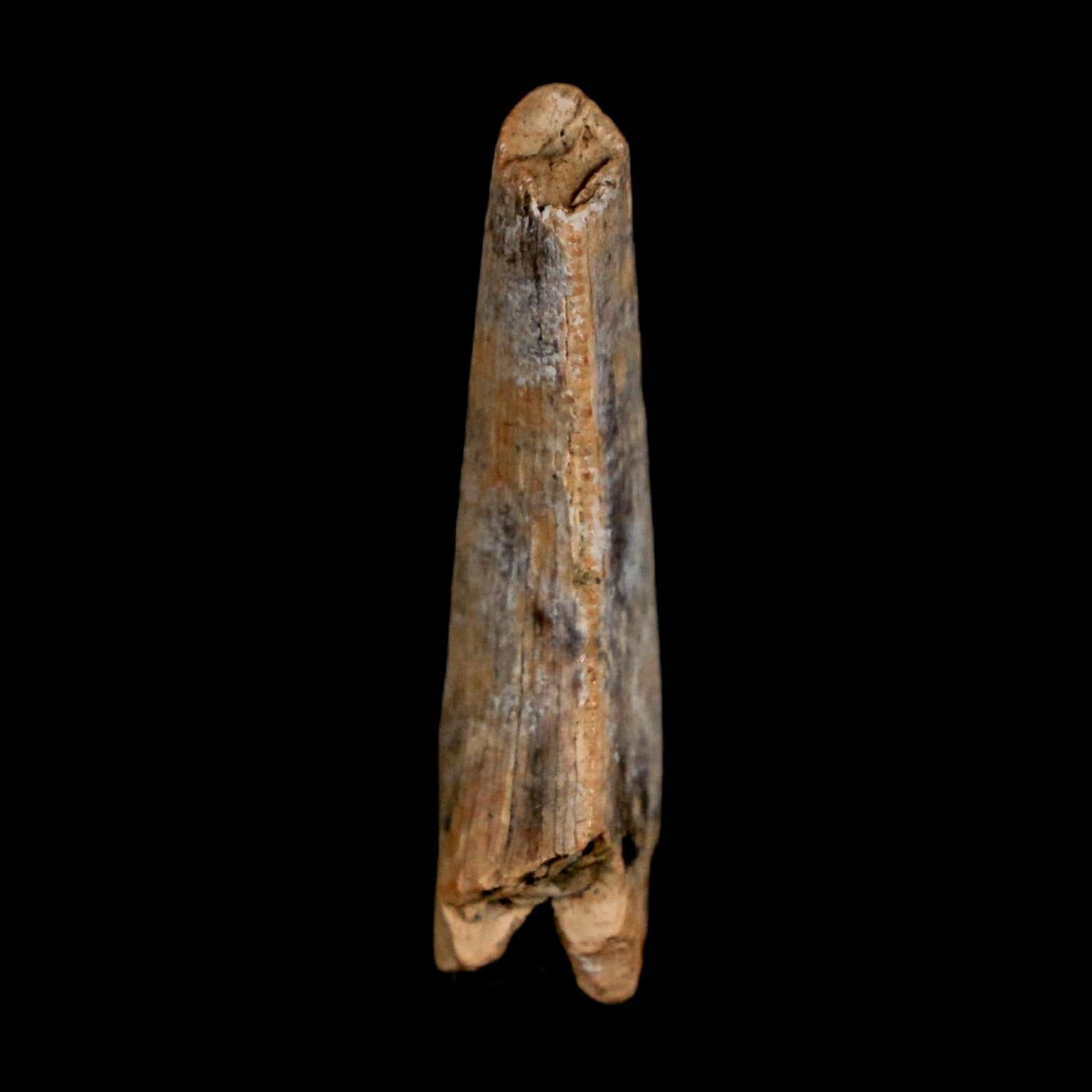 1" Nanotyrannus Tyrannosaurus Fossil Tooth Dinosaur Lance Creek FM WY COA - Fossil Age Minerals