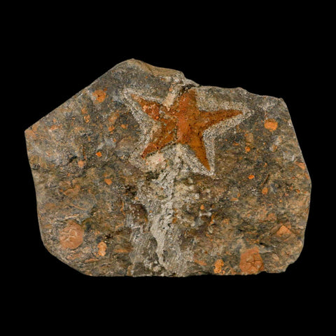 48MM Brittle Star Petraster Starfish Fossil Ordovician Age Blekus Morocco COA - Fossil Age Minerals