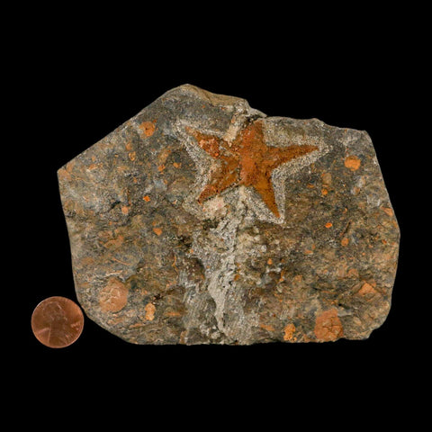 48MM Brittle Star Petraster Starfish Fossil Ordovician Age Blekus Morocco COA - Fossil Age Minerals
