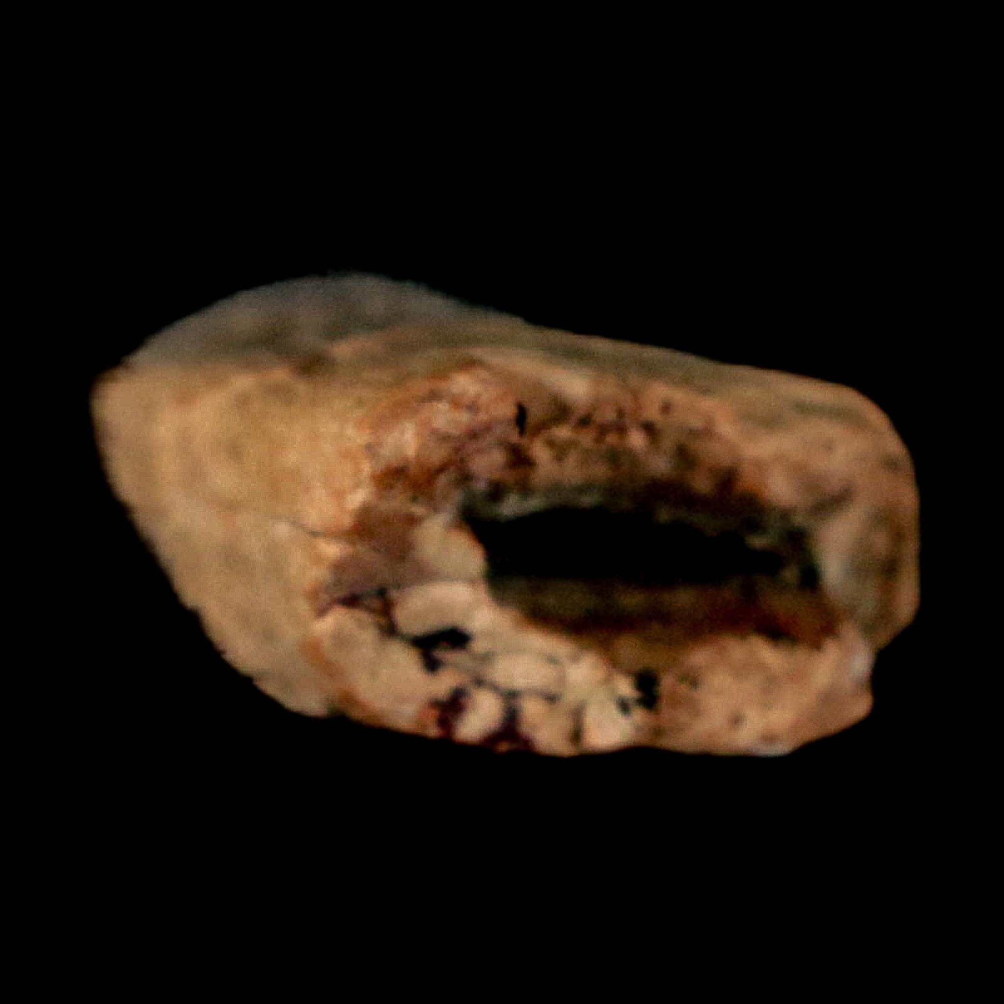 1" Nanotyrannus Tyrannosaurus Fossil Tooth Dinosaur Lance Creek FM WY COA - Fossil Age Minerals