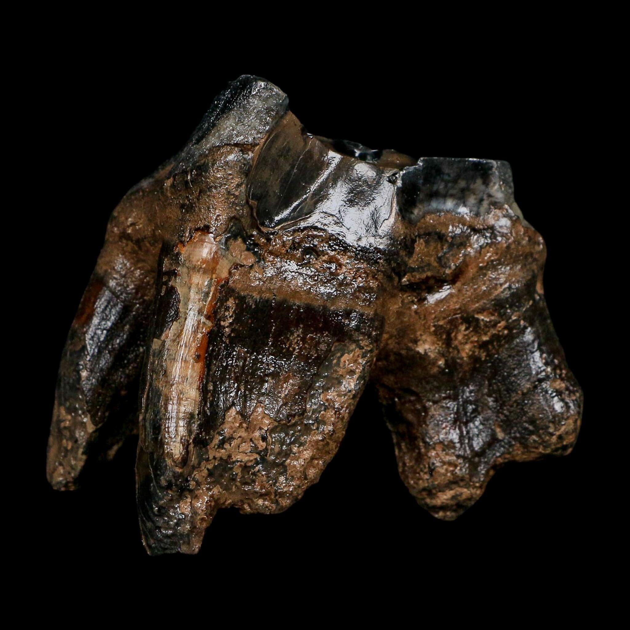 2.8" Woolly Rhinoceros Fossil Rooted Tooth Pleistocene Age Megafauna Russia COA