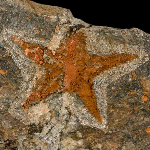 48MM Brittle Star Petraster Starfish Fossil Ordovician Age Blekus Morocco COA - Fossil Age Minerals